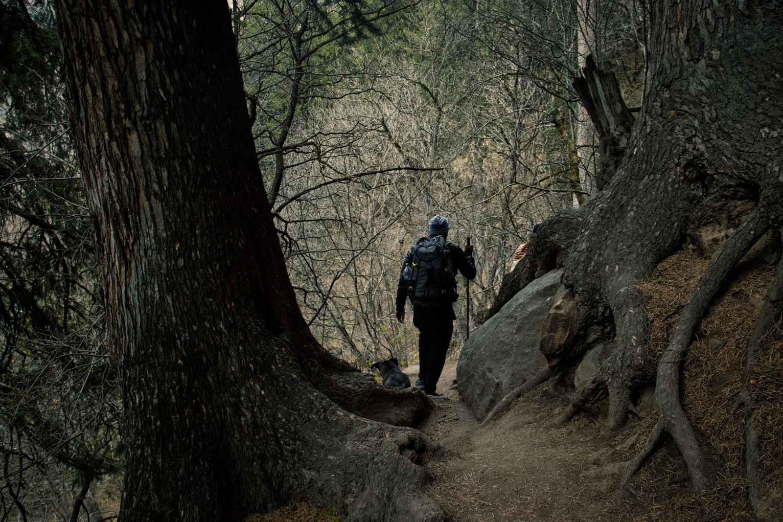 A hiker with a backpack navigates a forest trail surrounded by trees in Khir Ganga, India.